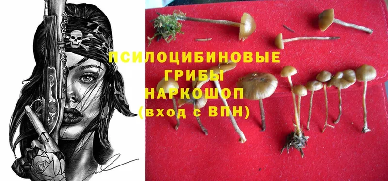 Галлюциногенные грибы Psilocybine cubensis  купить  цена  Борзя 